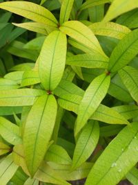 Full frame shot of green leaves