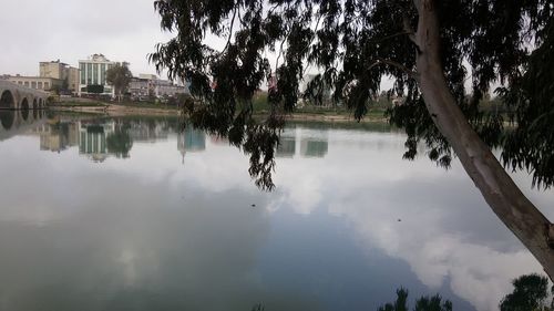 Reflection of trees in water