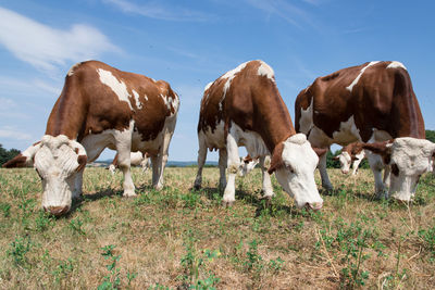 Cows on field against sky. cows ruminate in a dry field on summer 