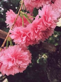 Close-up of pink flowers