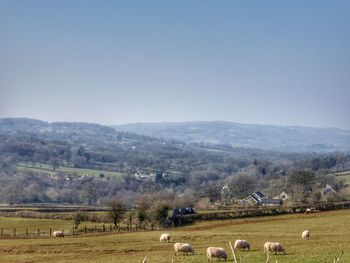 Scenic view of rural landscape