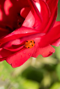 Close-up of ladybug on red flower