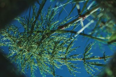 Low angle view of pine tree