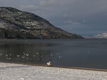 Swans flying over lake by mountains against sky