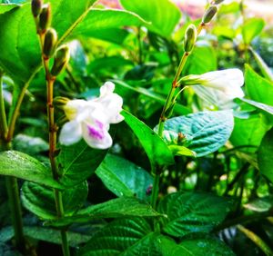 Close-up of white flowering plant