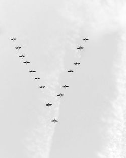 Low angle view of birds flying against sky