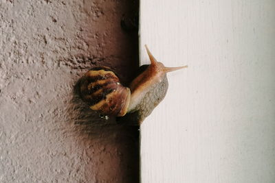 Close-up of lizard on wall