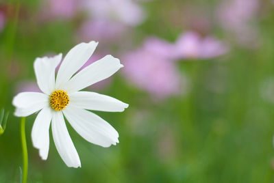 Close-up of white cosmos flower