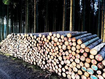 Stack of logs in forest
