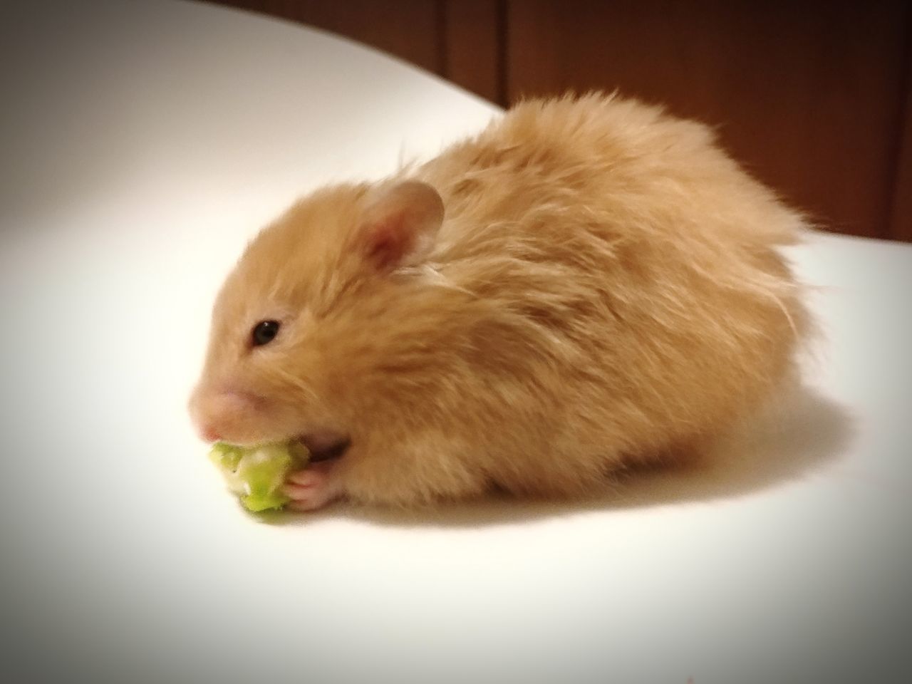 CLOSE-UP OF A RABBIT