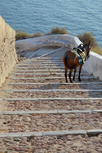 High angle view of a horse in the sea