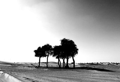 Trees on beach against clear sky