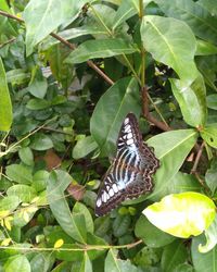 Close-up of butterfly perching on plant