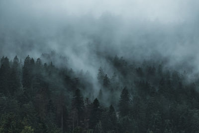 Foggy autumn forest, steam is rising from trees after rain, wild nature of blackforest, germany.