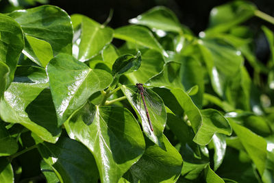 Close-up of insect on leaf