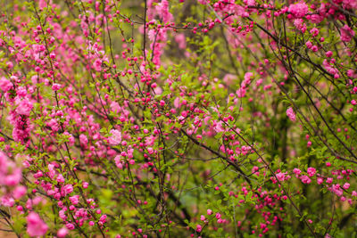 Close-up of pink flowering plants