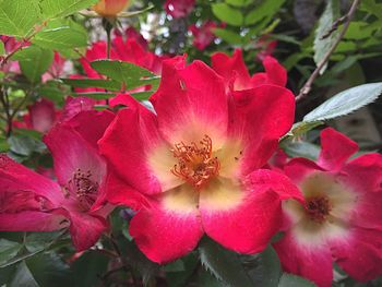 Close-up of pink flower