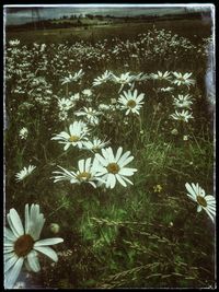 White flowers blooming outdoors