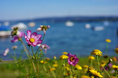 Close-up of purple flowering plant