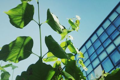 Low angle view of plant against clear sky