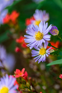 Close-up of cosmos flowers blooming outdoors