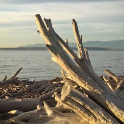 Driftwood on beach against sky