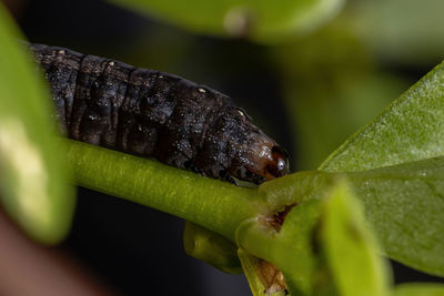 Close-up of insect on leaf