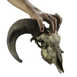 Close-up of animal skull