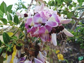 Close-up of flowers blooming on tree