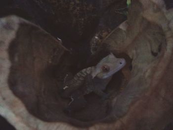 Close-up of frog