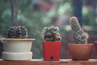 Close-up of cactus in pot