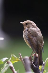 Close-up of bird perching on branch