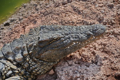 Close-up of crocodile in a water