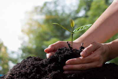 Close-up of hand holding plant