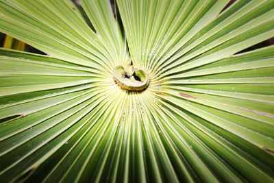 Full frame shot of palm leaf