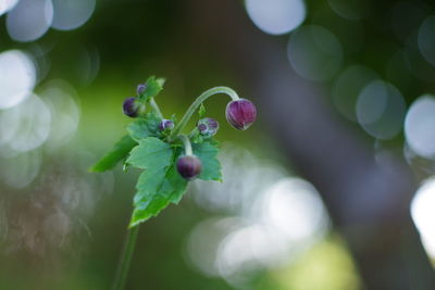 Close-up of purple flowering plant