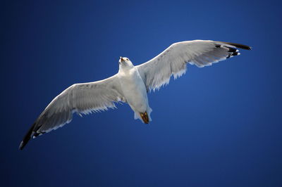 Low angle view of seagull flying