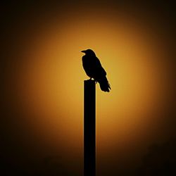 Low angle view of birds perching on tree