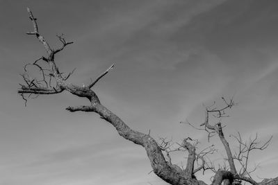 Low angle view of bare tree against sky