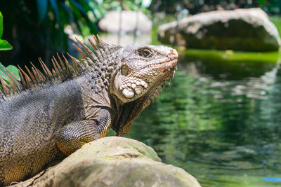 Close-up of lizard on rock