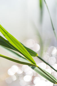 Close-up of fresh green leaves