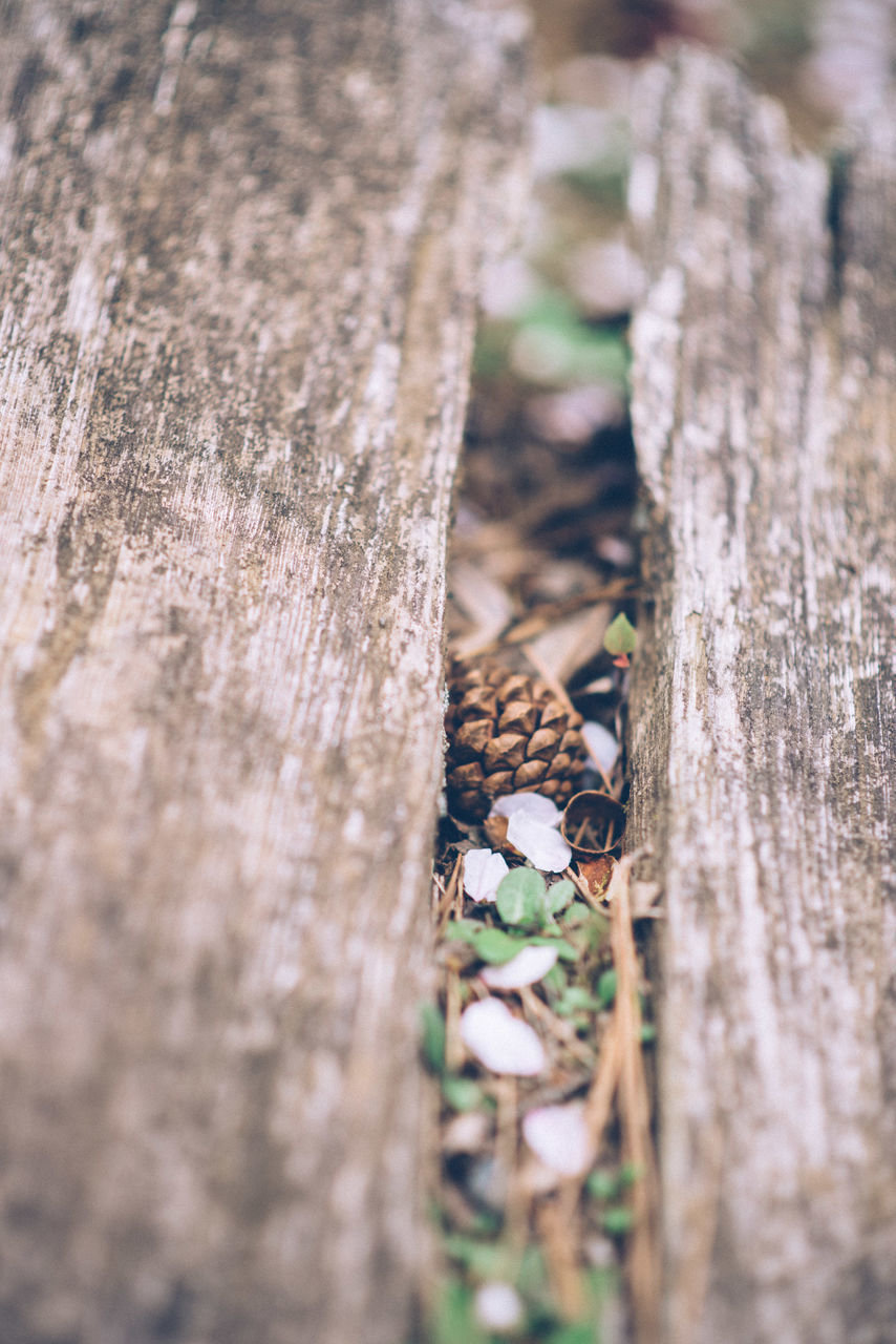 CLOSE-UP OF DEAD TREE TRUNK