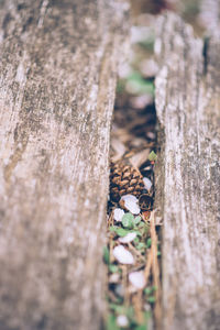 Close-up of tree trunk in forest