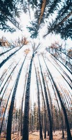 Low angle view of bamboo trees in forest