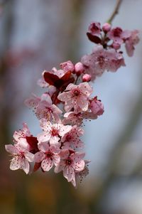 Close-up of pink cherry blossoms