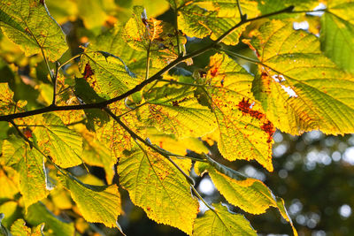 Close-up of autumn leaves on tree