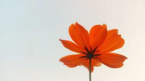 Close-up of orange flower against white background