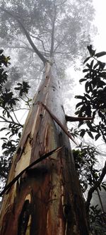 Low angle view of tree trunk in forest