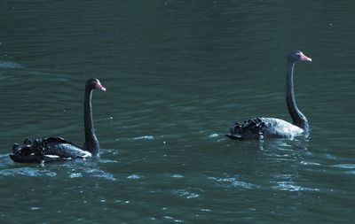 Swan swimming in lake