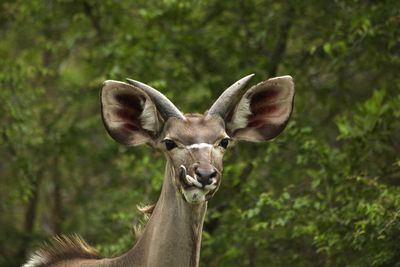 Close-up of an animal